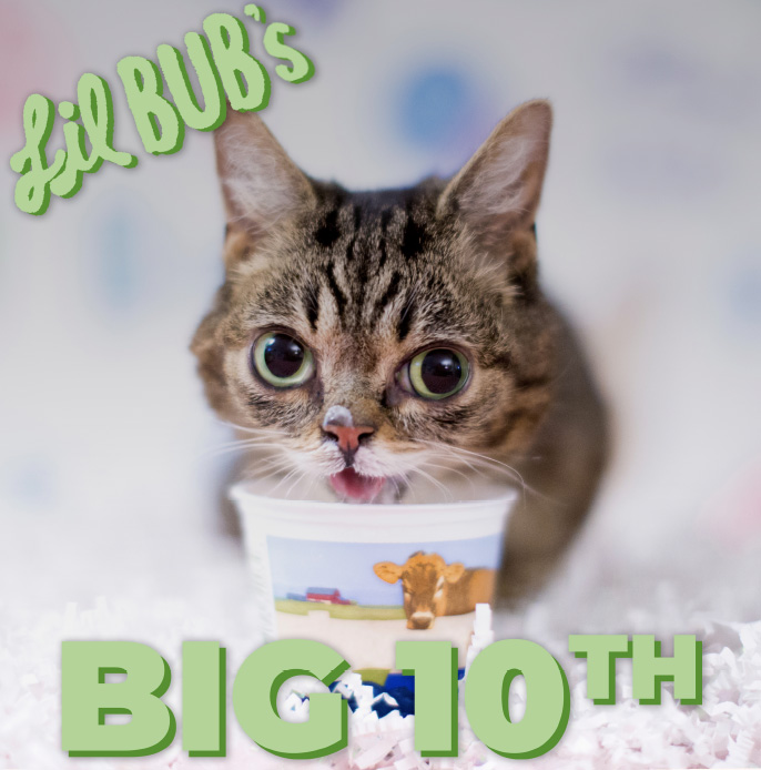 It's Lil BUB's Big 10th Birthday!